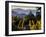 Sonoma Vineyard No.2-Ian Shive-Framed Photographic Print