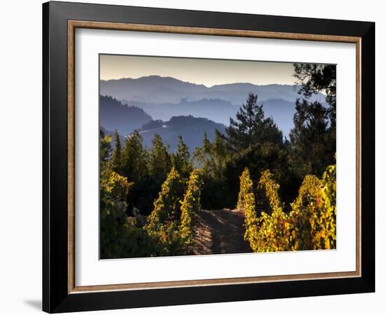 Sonoma Vineyard No.2-Ian Shive-Framed Photographic Print