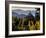 Sonoma Vineyard No.2-Ian Shive-Framed Photographic Print