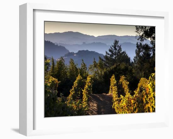 Sonoma Vineyard No.2-Ian Shive-Framed Photographic Print