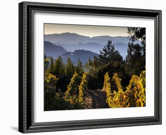 Sonoma Vineyard No.2-Ian Shive-Framed Photographic Print