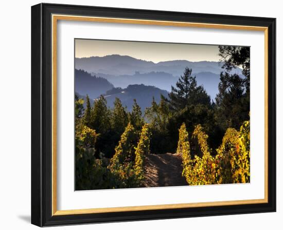 Sonoma Vineyard No.2-Ian Shive-Framed Photographic Print