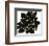 Sonora Aloe-Max Carter-Framed Giclee Print