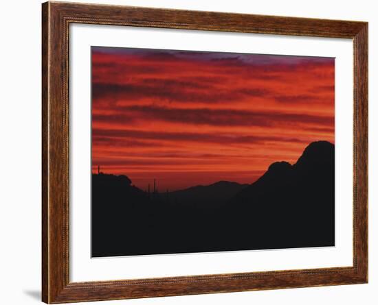 Sonora Desert, Saguaro National Park, Arizona, USA-Dee Ann Pederson-Framed Photographic Print