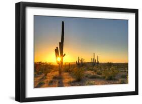 Sonoran Desert Catching Day's Last Rays.-Anton Foltin-Framed Photographic Print