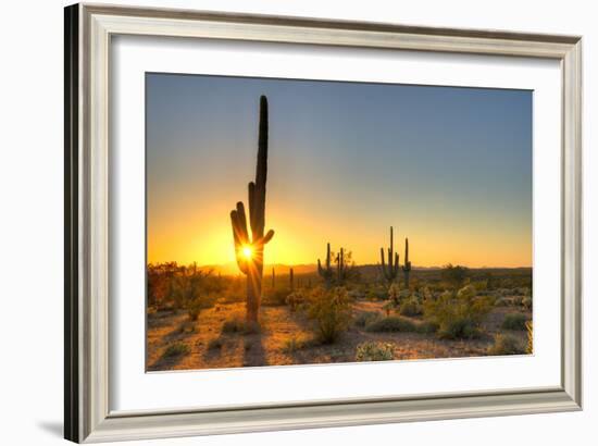 Sonoran Desert Catching Day's Last Rays.-Anton Foltin-Framed Photographic Print