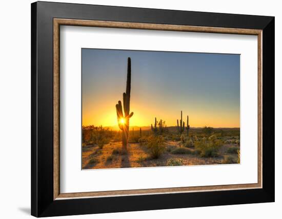 Sonoran Desert Catching Day's Last Rays.-Anton Foltin-Framed Photographic Print