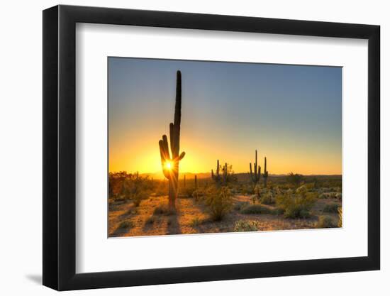 Sonoran Desert Catching Day's Last Rays.-Anton Foltin-Framed Photographic Print