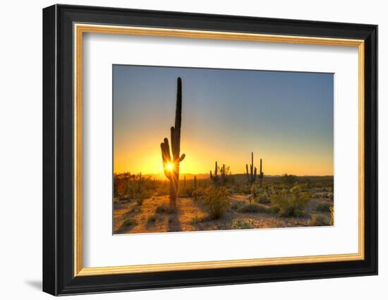 Sonoran Desert Catching Day's Last Rays.-Anton Foltin-Framed Photographic Print