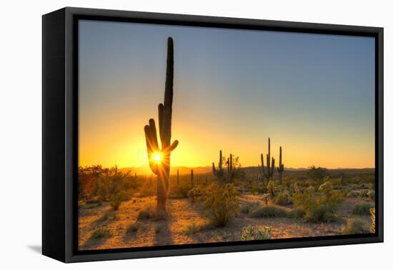 Sonoran Desert Catching Day's Last Rays.-Anton Foltin-Framed Premier Image Canvas