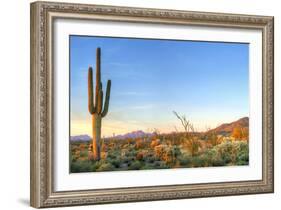 Sonoran Desert Catching Days Last Rays.-Anton Foltin-Framed Photographic Print