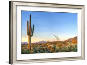Sonoran Desert Catching Days Last Rays.-Anton Foltin-Framed Photographic Print