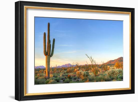 Sonoran Desert Catching Days Last Rays.-Anton Foltin-Framed Photographic Print