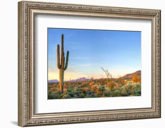 Sonoran Desert Catching Days Last Rays.-Anton Foltin-Framed Photographic Print