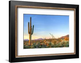 Sonoran Desert Catching Days Last Rays.-Anton Foltin-Framed Photographic Print