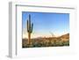 Sonoran Desert Catching Days Last Rays.-Anton Foltin-Framed Photographic Print