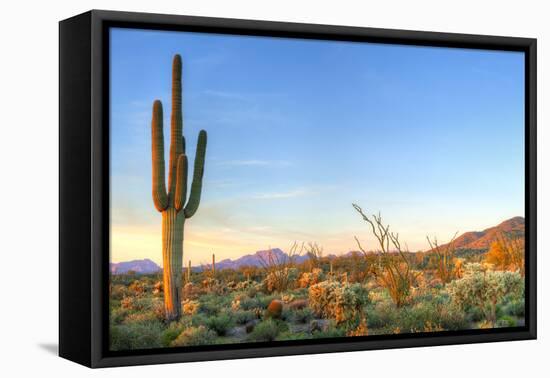 Sonoran Desert Catching Days Last Rays.-Anton Foltin-Framed Premier Image Canvas