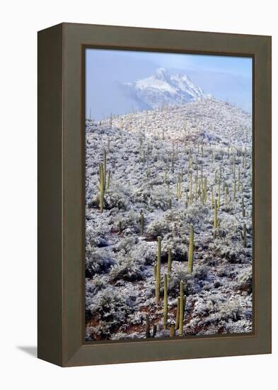 Sonoran Desert in Winter-James Randklev-Framed Premier Image Canvas