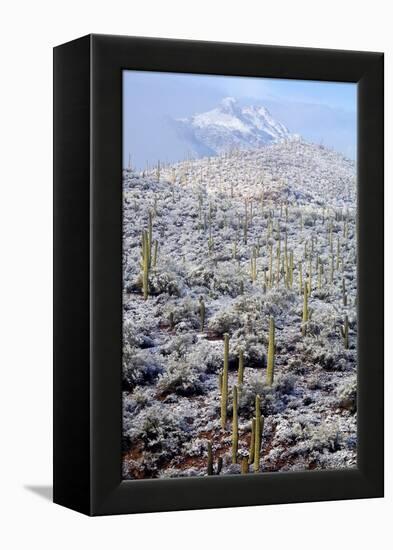 Sonoran Desert in Winter-James Randklev-Framed Premier Image Canvas