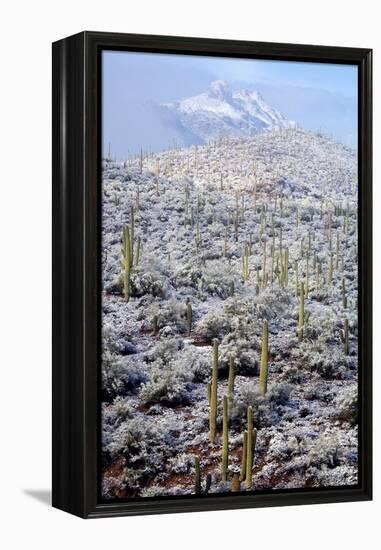 Sonoran Desert in Winter-James Randklev-Framed Premier Image Canvas