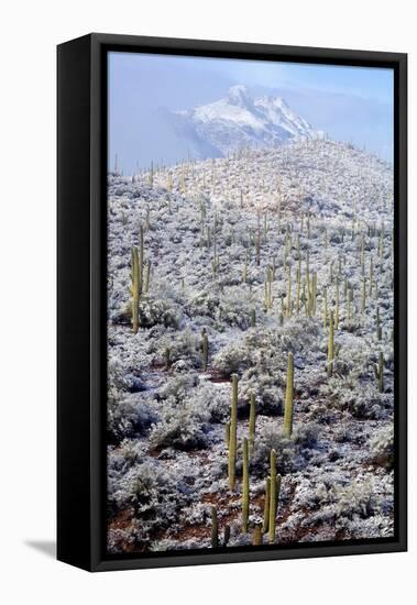 Sonoran Desert in Winter-James Randklev-Framed Premier Image Canvas