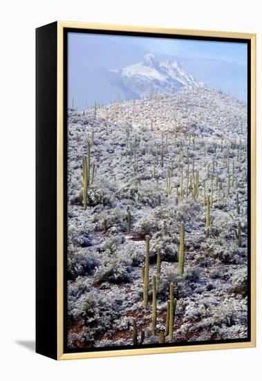 Sonoran Desert in Winter-James Randklev-Framed Premier Image Canvas