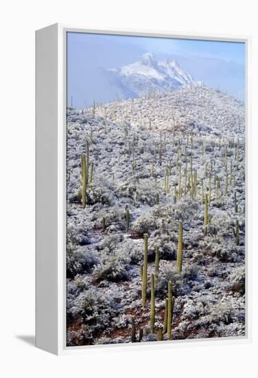 Sonoran Desert in Winter-James Randklev-Framed Premier Image Canvas