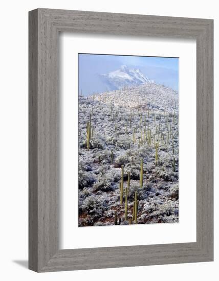 Sonoran Desert in Winter-James Randklev-Framed Photographic Print