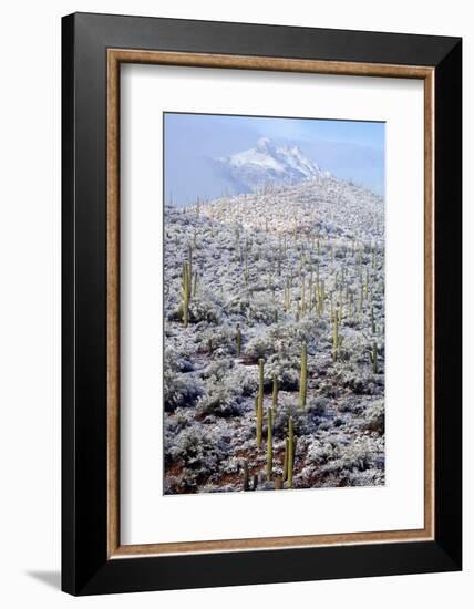 Sonoran Desert in Winter-James Randklev-Framed Photographic Print