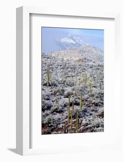 Sonoran Desert in Winter-James Randklev-Framed Photographic Print