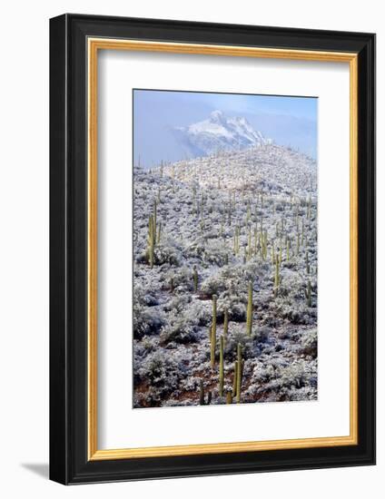 Sonoran Desert in Winter-James Randklev-Framed Photographic Print