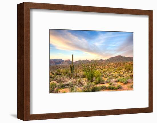 Sonoran Desert-Anton Foltin-Framed Photographic Print