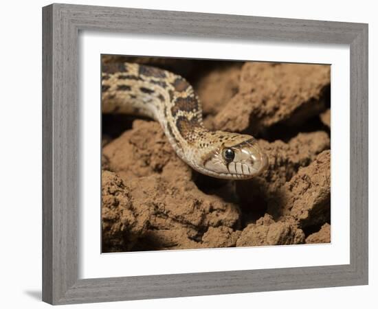 Sonoran gopher snake, bullsnake, blow snake, Pituophis catenefir affinis, New Mexico, wild-Maresa Pryor-Framed Photographic Print