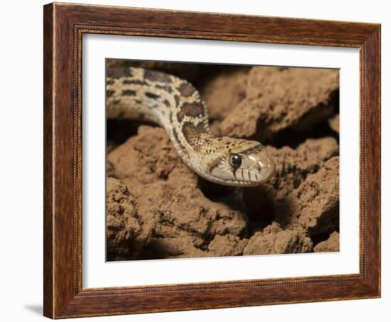 Sonoran gopher snake, bullsnake, blow snake, Pituophis catenefir affinis, New Mexico, wild-Maresa Pryor-Framed Photographic Print