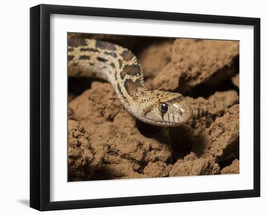 Sonoran gopher snake, bullsnake, blow snake, Pituophis catenefir affinis, New Mexico, wild-Maresa Pryor-Framed Photographic Print