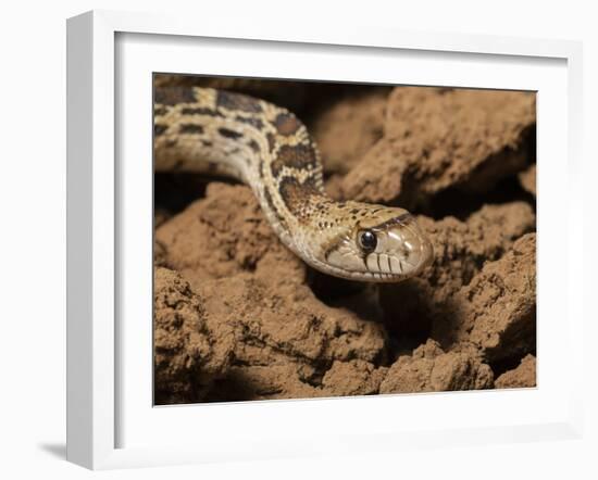 Sonoran gopher snake, bullsnake, blow snake, Pituophis catenefir affinis, New Mexico, wild-Maresa Pryor-Framed Photographic Print