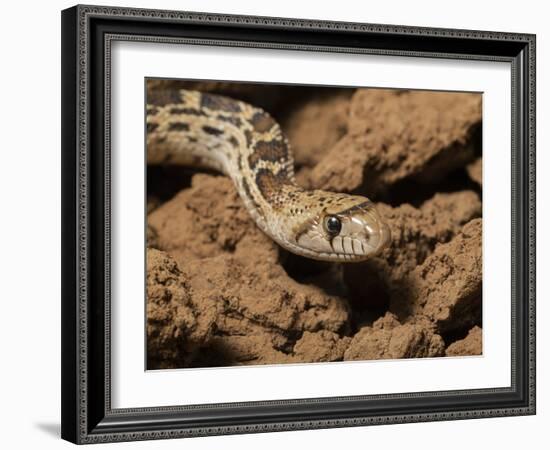 Sonoran gopher snake, bullsnake, blow snake, Pituophis catenefir affinis, New Mexico, wild-Maresa Pryor-Framed Photographic Print