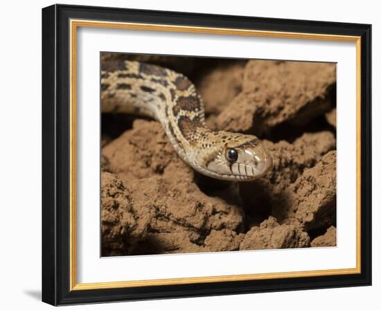 Sonoran gopher snake, bullsnake, blow snake, Pituophis catenefir affinis, New Mexico, wild-Maresa Pryor-Framed Photographic Print