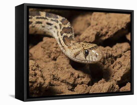 Sonoran gopher snake, bullsnake, blow snake, Pituophis catenefir affinis, New Mexico, wild-Maresa Pryor-Framed Premier Image Canvas