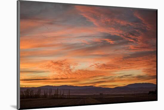 Sonoran Sunset-Aaron Matheson-Mounted Premium Photographic Print