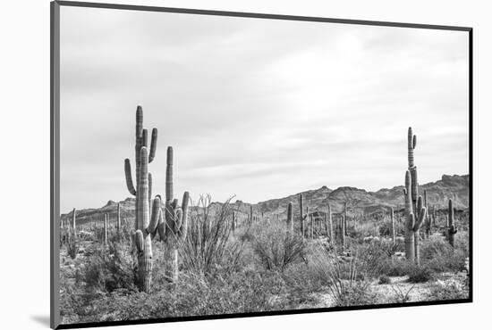 Sonoran Wonderland BW-Nathan Larson-Mounted Photographic Print