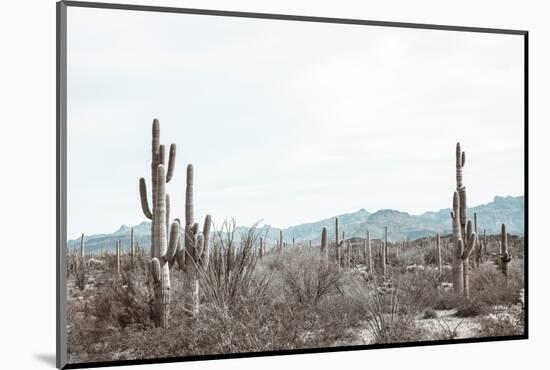 Sonoran Wonderland-Nathan Larson-Mounted Photographic Print