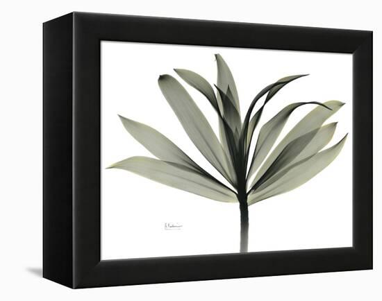 Sons of India Dracaena-Albert Koetsier-Framed Premier Image Canvas