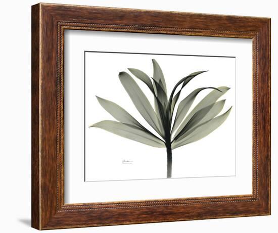 Sons of India Dracaena-Albert Koetsier-Framed Photographic Print