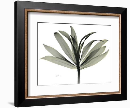 Sons of India Dracaena-Albert Koetsier-Framed Photographic Print