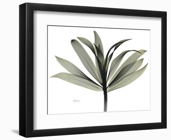 Sons of India Dracaena-Albert Koetsier-Framed Photographic Print