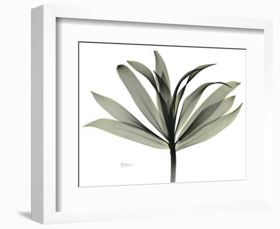 Sons of India Dracaena-Albert Koetsier-Framed Photographic Print