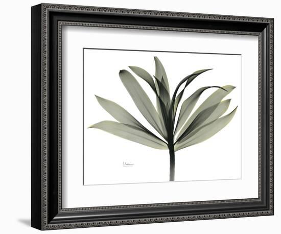 Sons of India Dracaena-Albert Koetsier-Framed Photographic Print