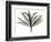 Sons of India Dracaena-Albert Koetsier-Framed Photographic Print