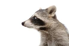 Portrait of a Raccoon in Profile-Sonsedskaya-Photographic Print